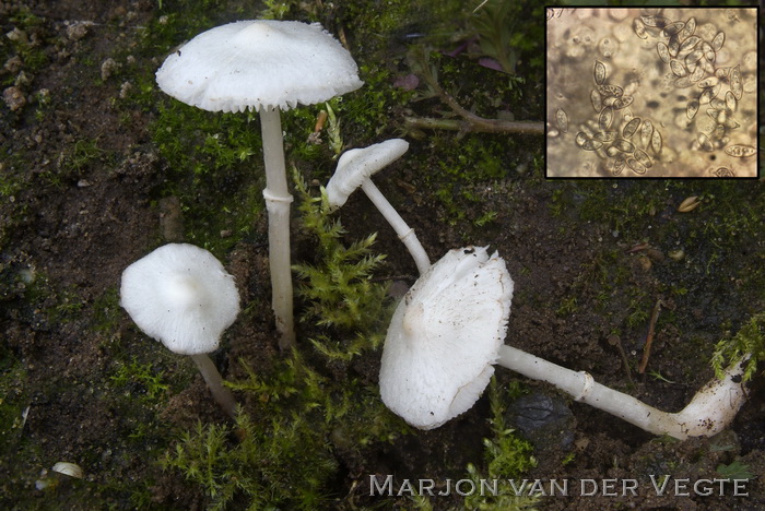 Tweesporige champignonparasol - Leucoagaricus sericifer f. sericatellus